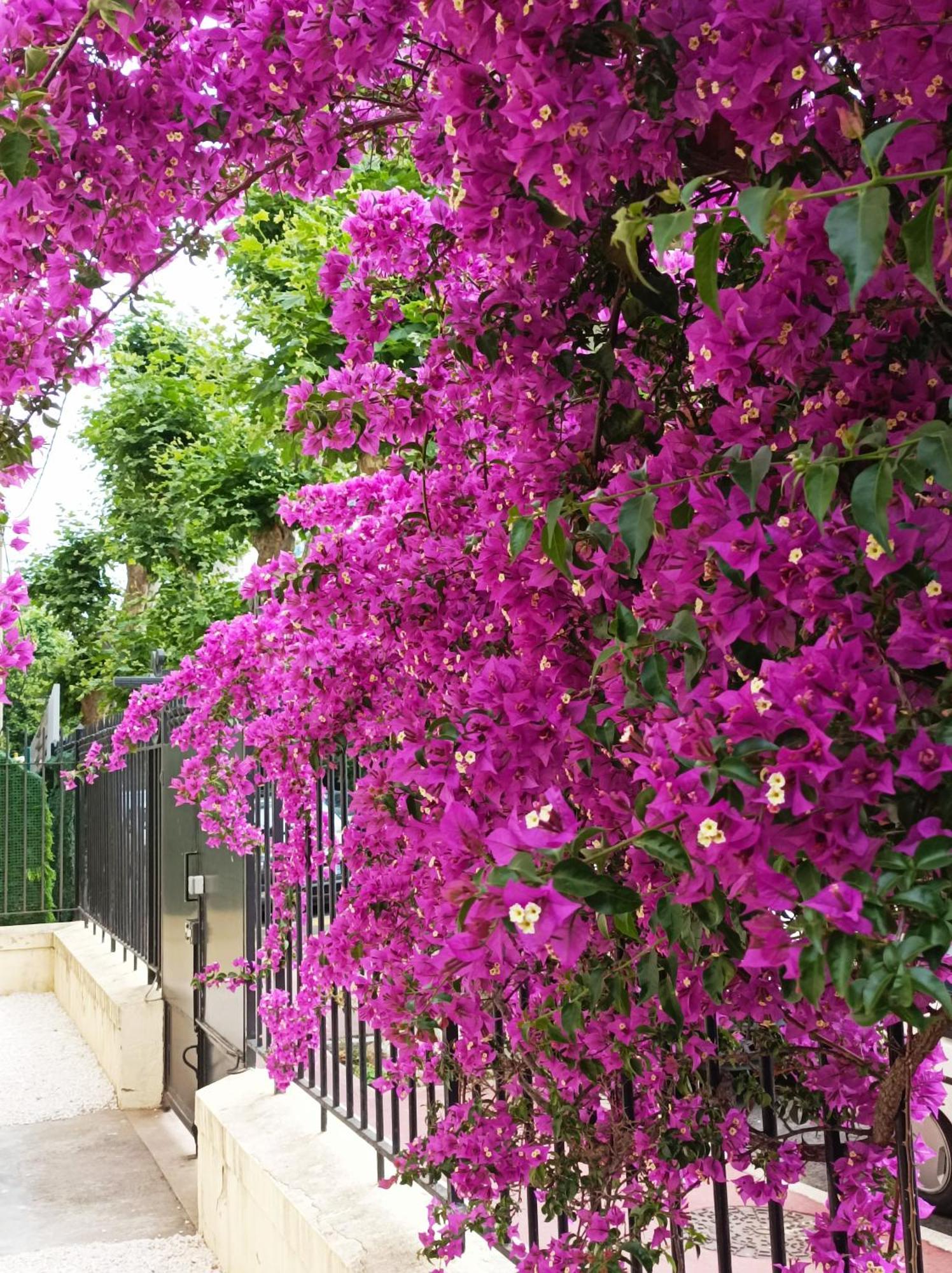 Apartamento Le Salvator Cannes Exterior foto